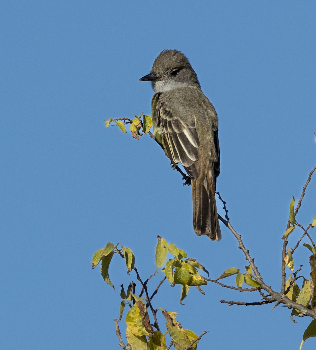 Great Crested Flycatcher - ML623604716