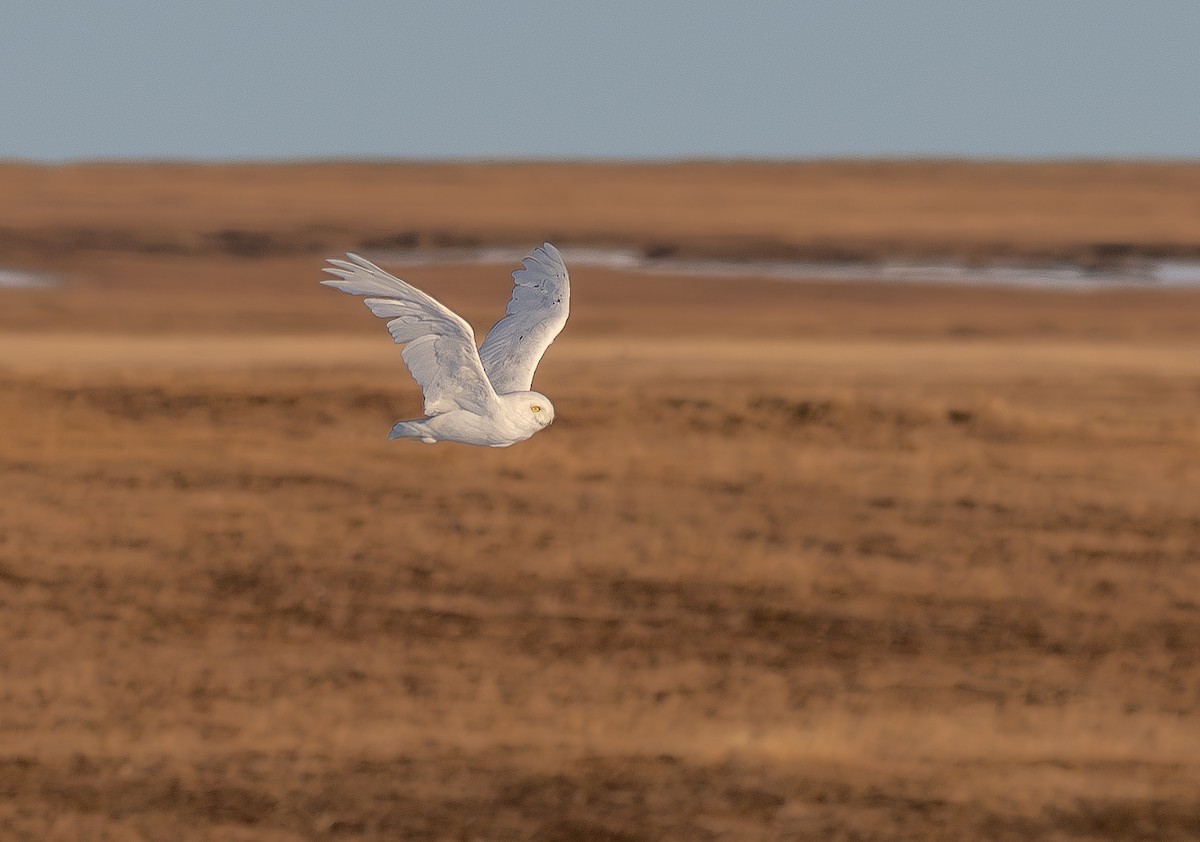 Snowy Owl - ML623604717