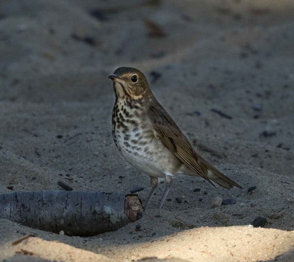 Swainson's Thrush - ML623604718