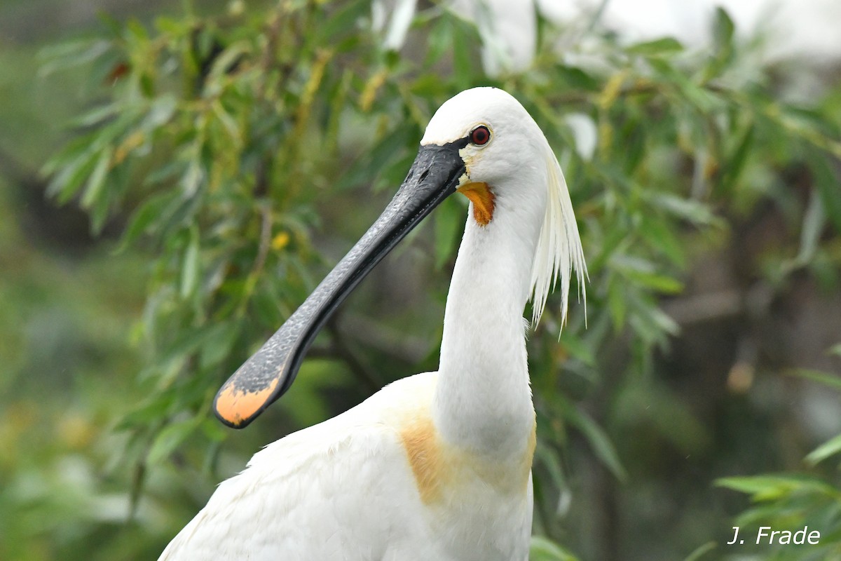 Eurasian Spoonbill - ML623604721