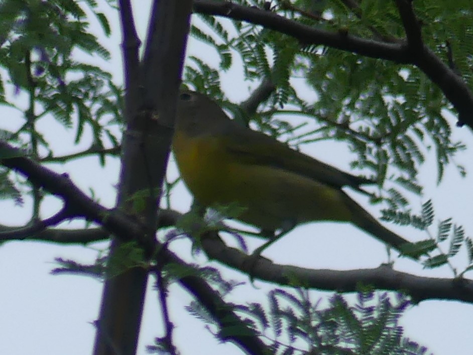 Nashville Warbler - ML623604722