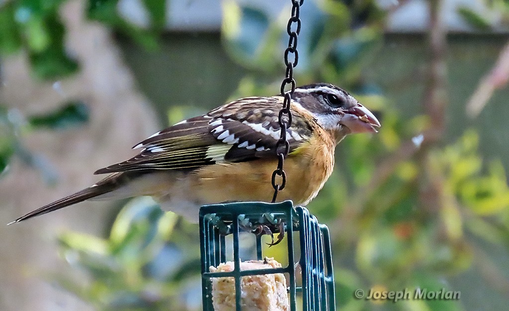 Black-headed Grosbeak - Joseph Morlan