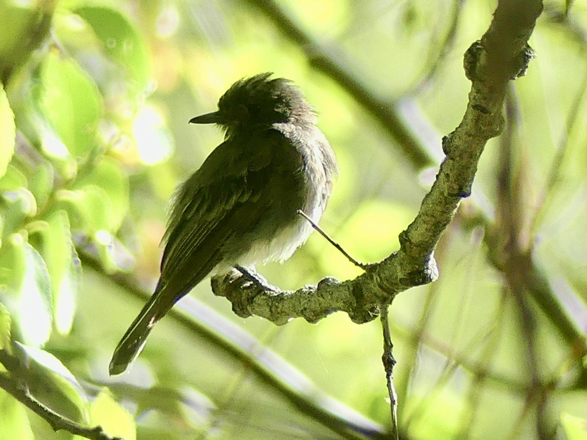 Black Phoebe - Philip Dickinson