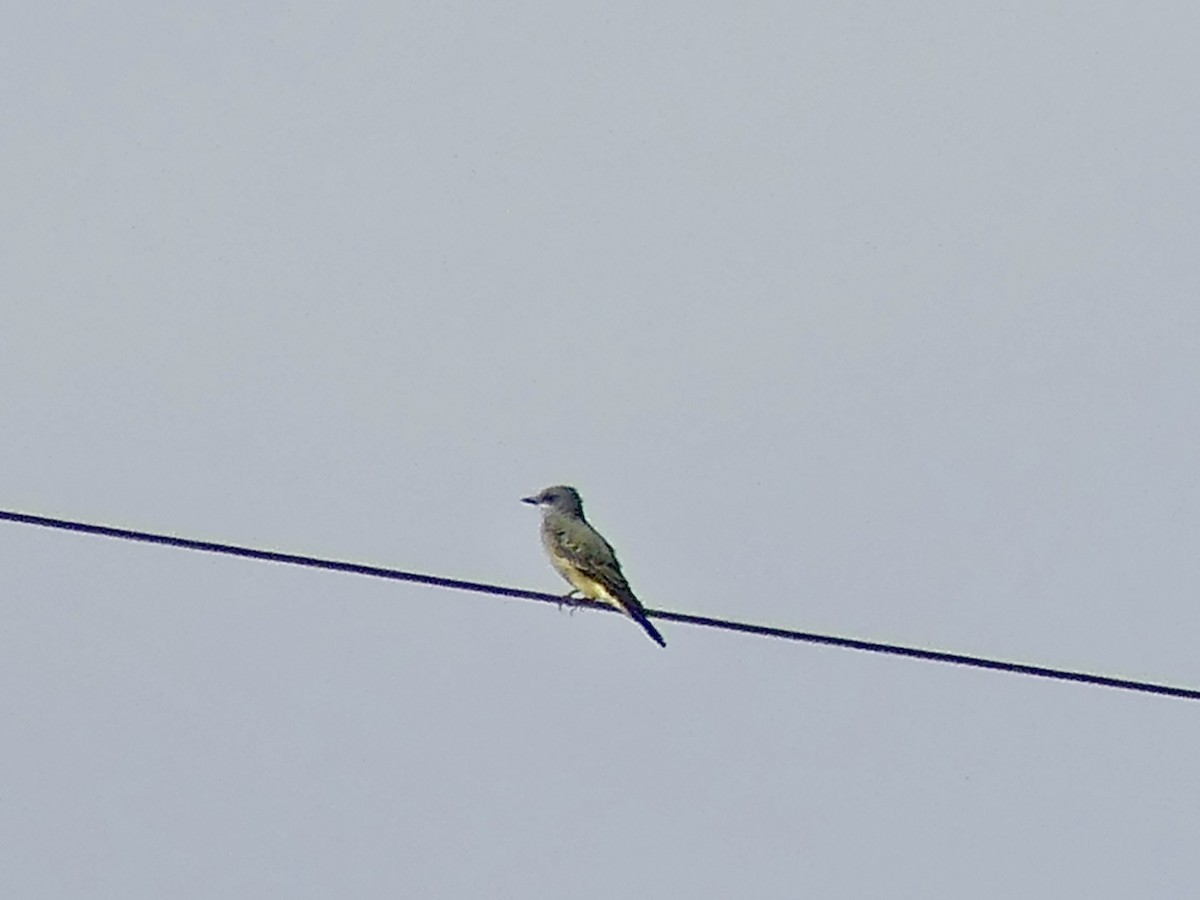 Western Kingbird - ML623604764