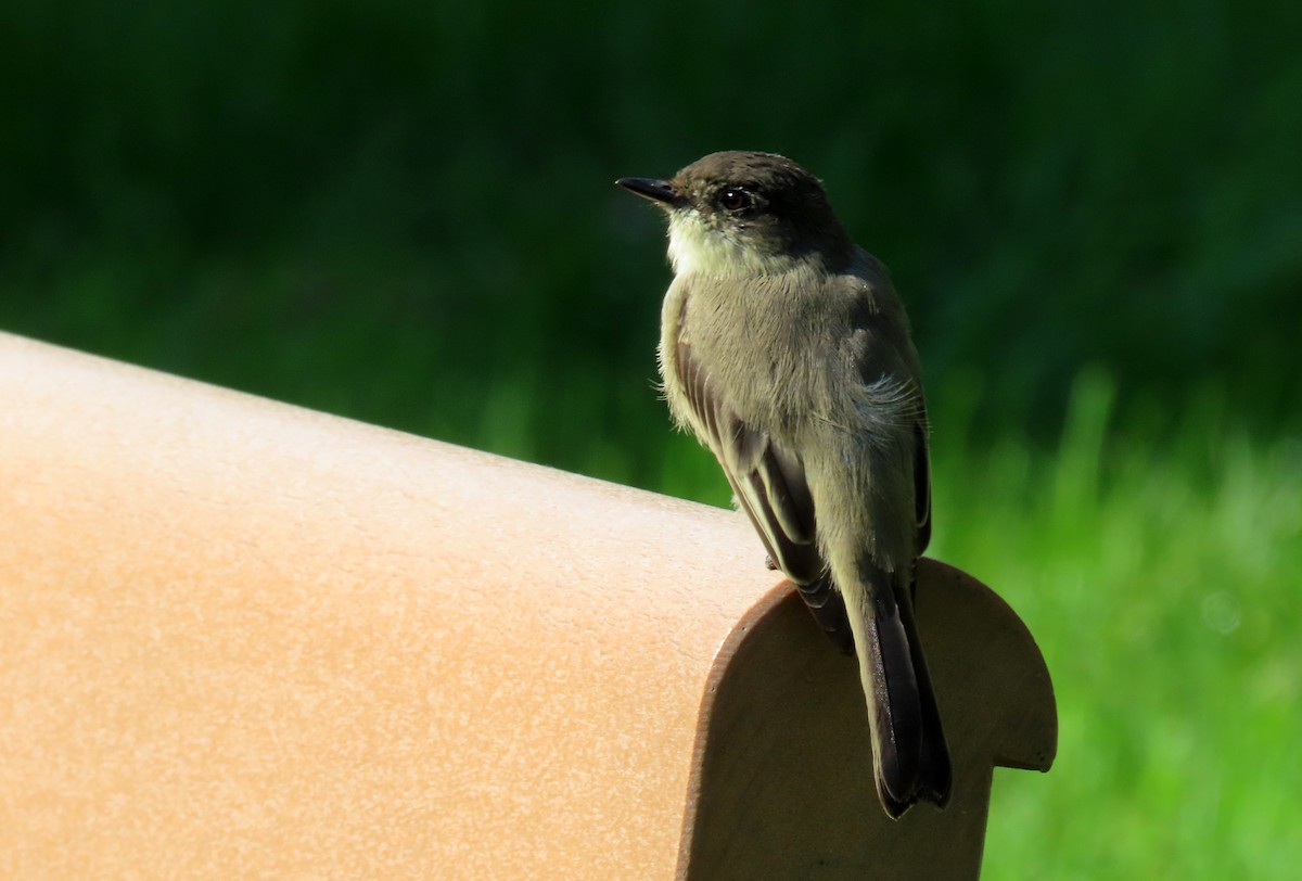 Eastern Phoebe - ML623604777