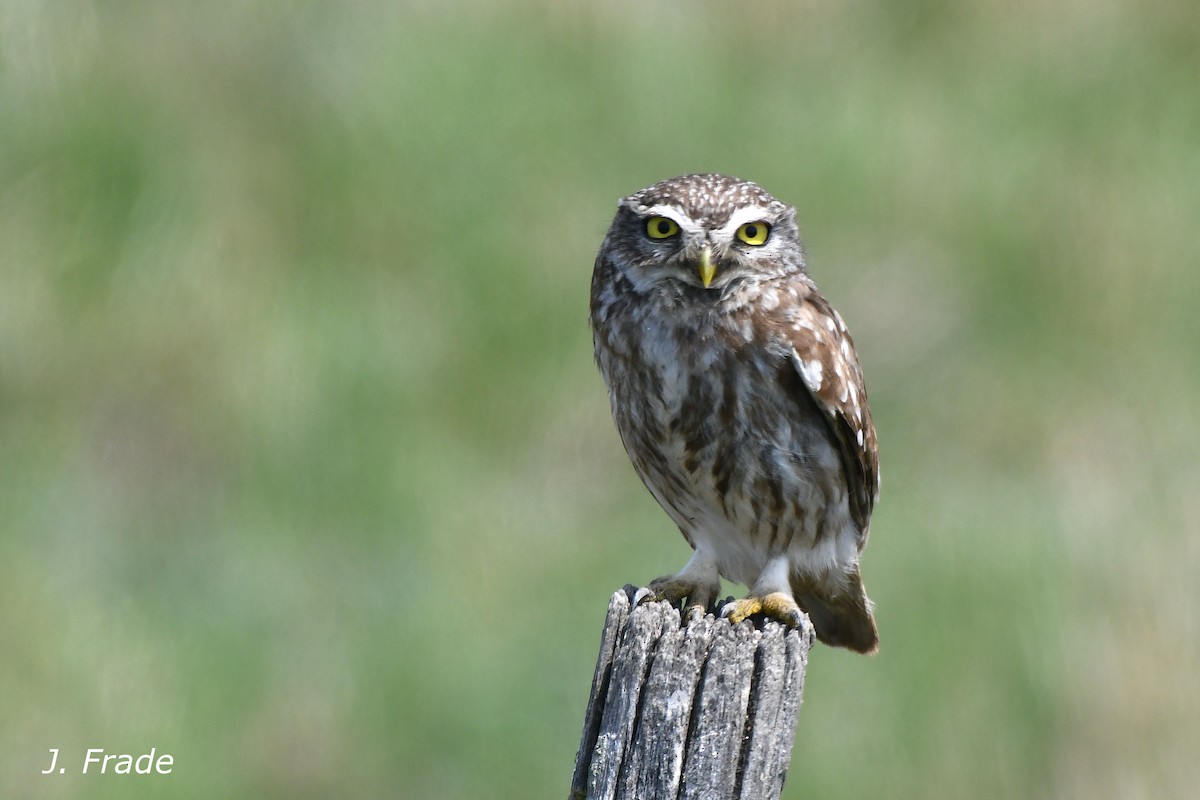 Little Owl - ML623604840