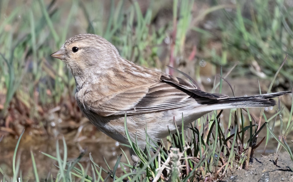 Pardillo Piquigualdo - ML623604857