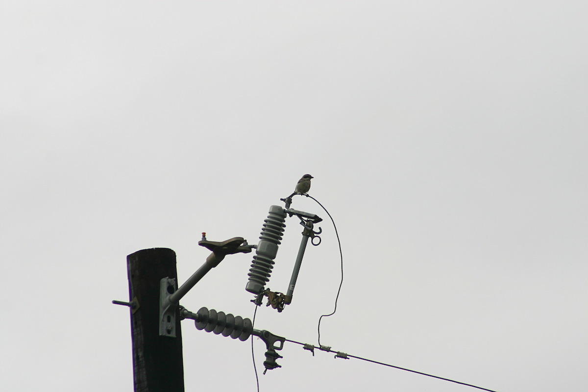 Loggerhead Shrike - ML623604887