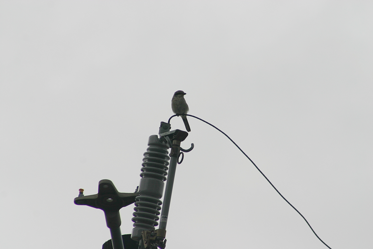 Loggerhead Shrike - ML623604897