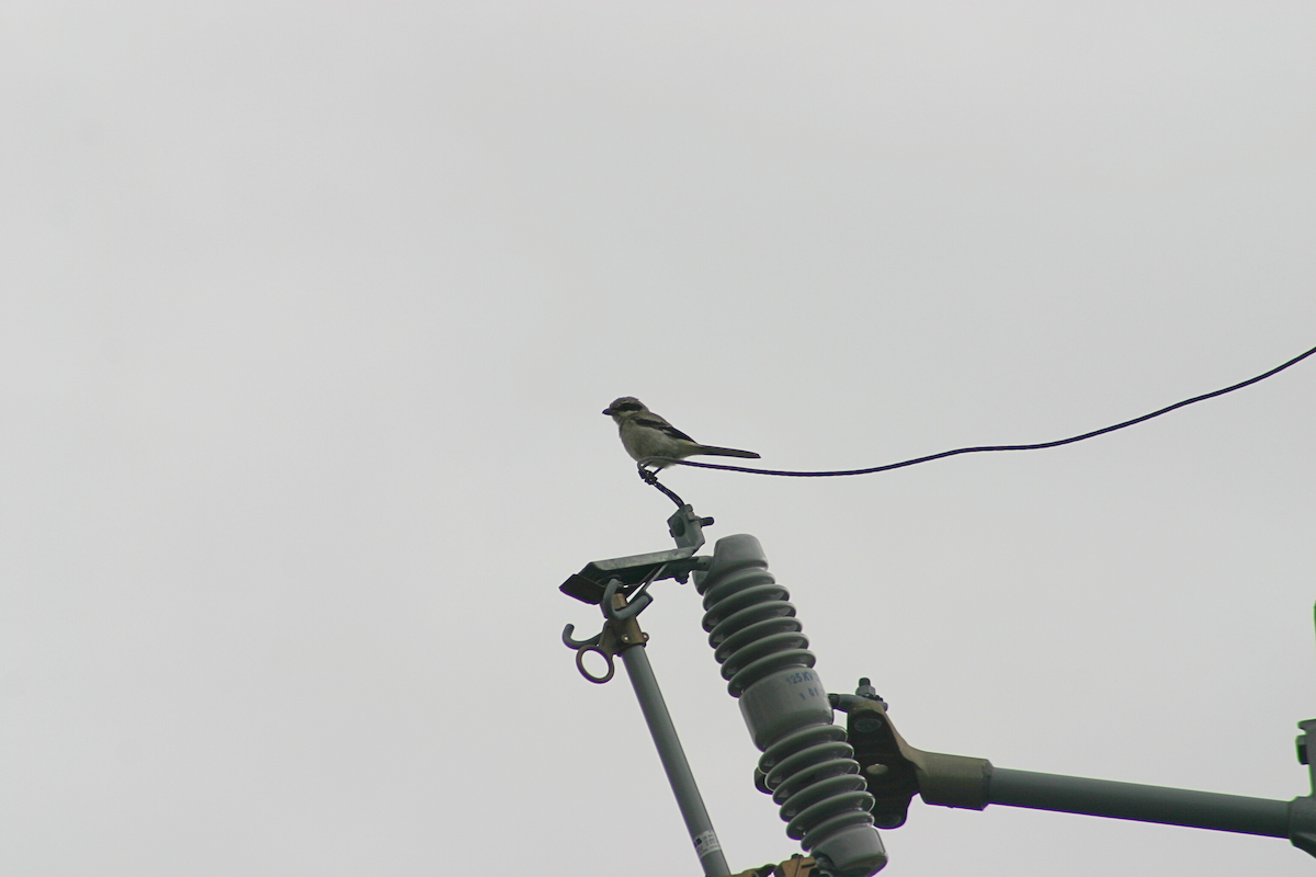 Loggerhead Shrike - ML623604918