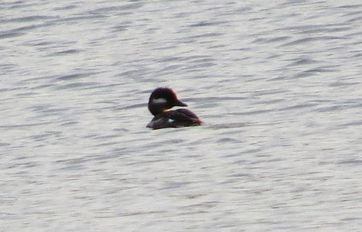 Bufflehead - ML623604922