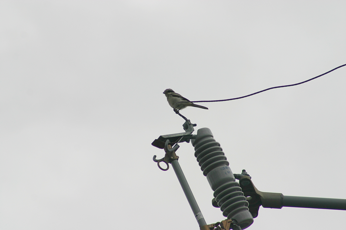 Loggerhead Shrike - ML623604924