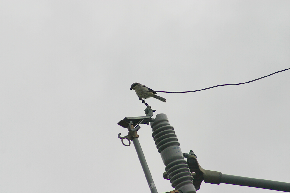 Loggerhead Shrike - ML623604928