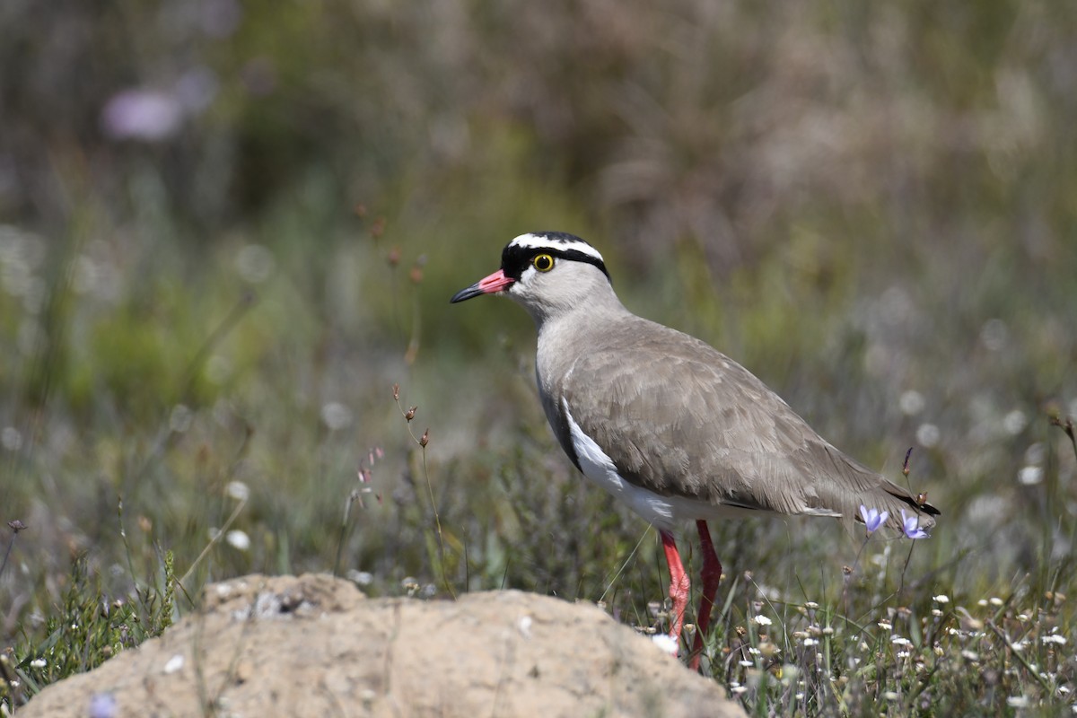 Crowned Lapwing - ML623604932