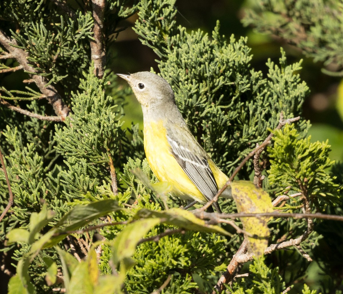 Magnolia Warbler - ML623604941