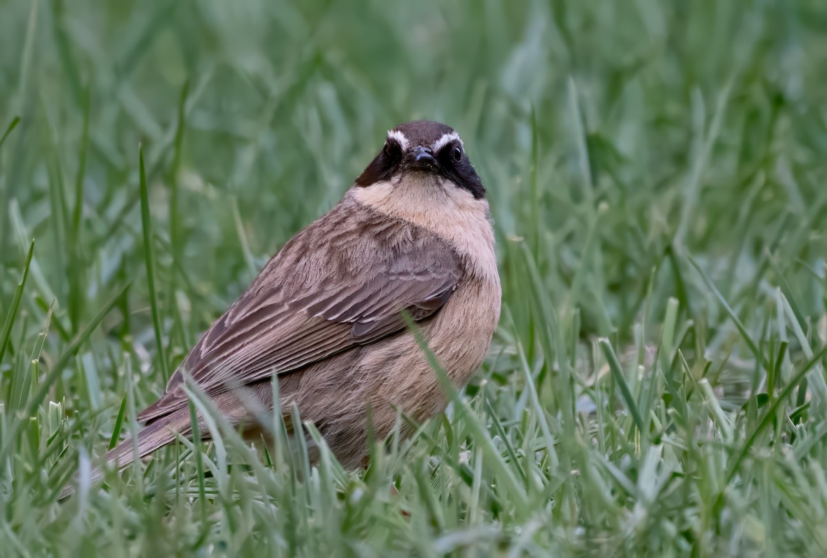 Brown Accentor - ML623604989