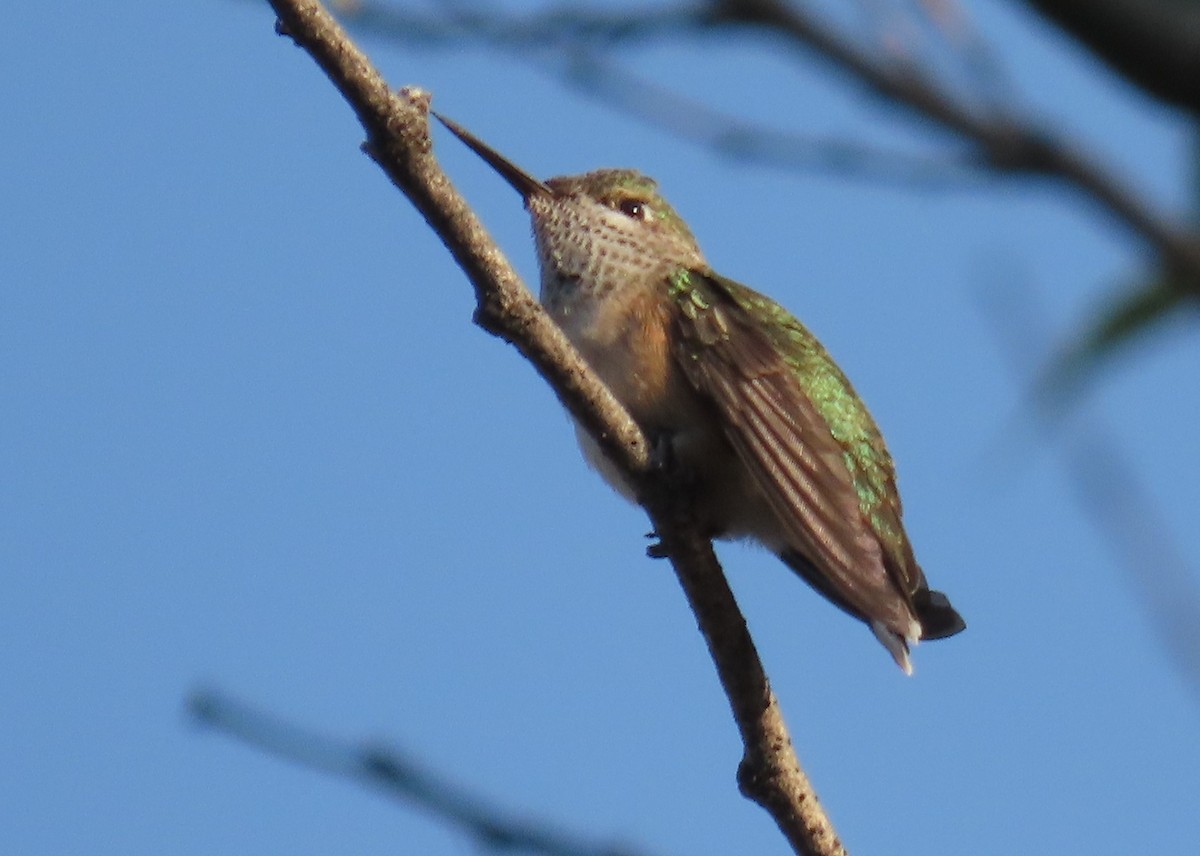 Calliope Hummingbird - ML623604996