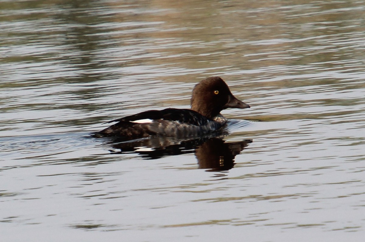 Common Goldeneye - Elaine Cassidy