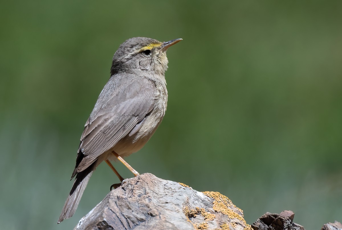 Mosquitero del Pamir - ML623605052