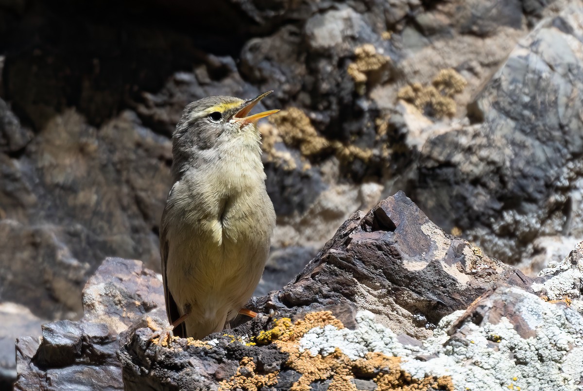 Mosquitero del Pamir - ML623605053