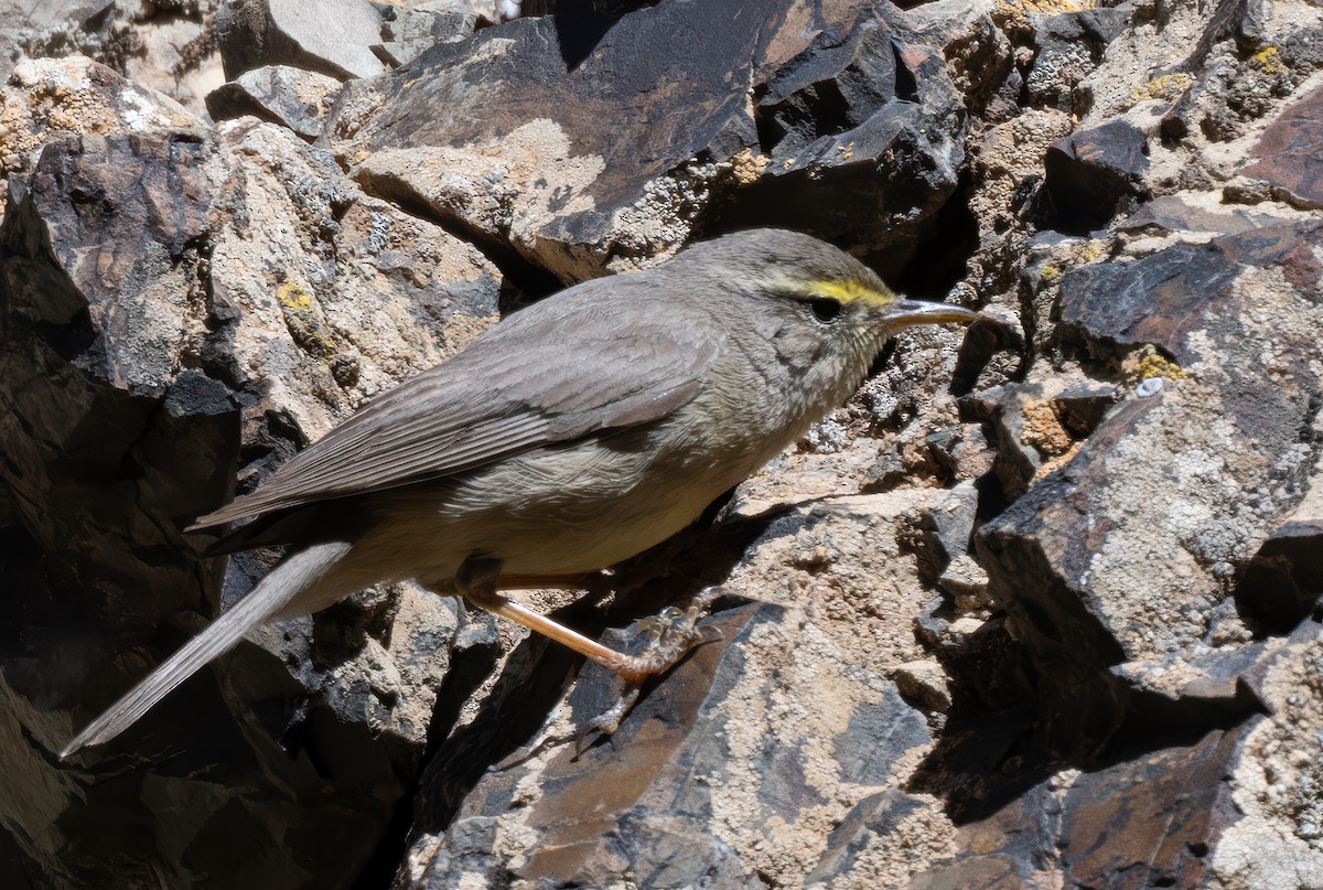 Sulphur-bellied Warbler - ML623605055