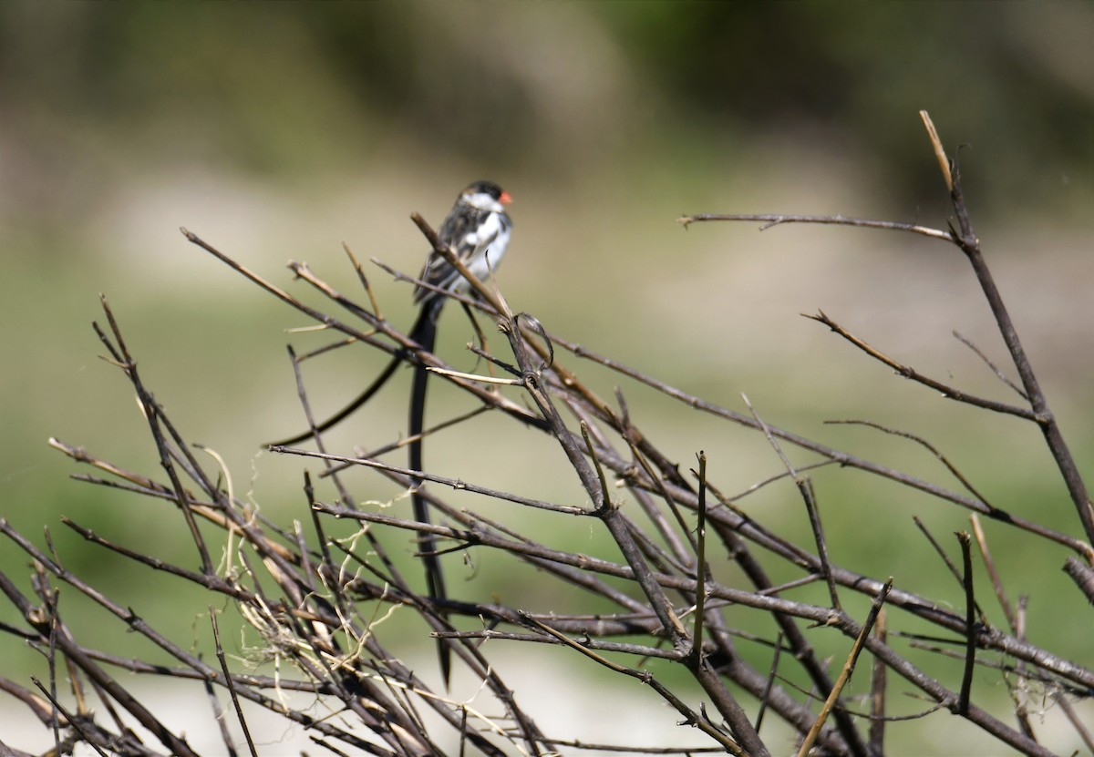 Pin-tailed Whydah - ML623605056