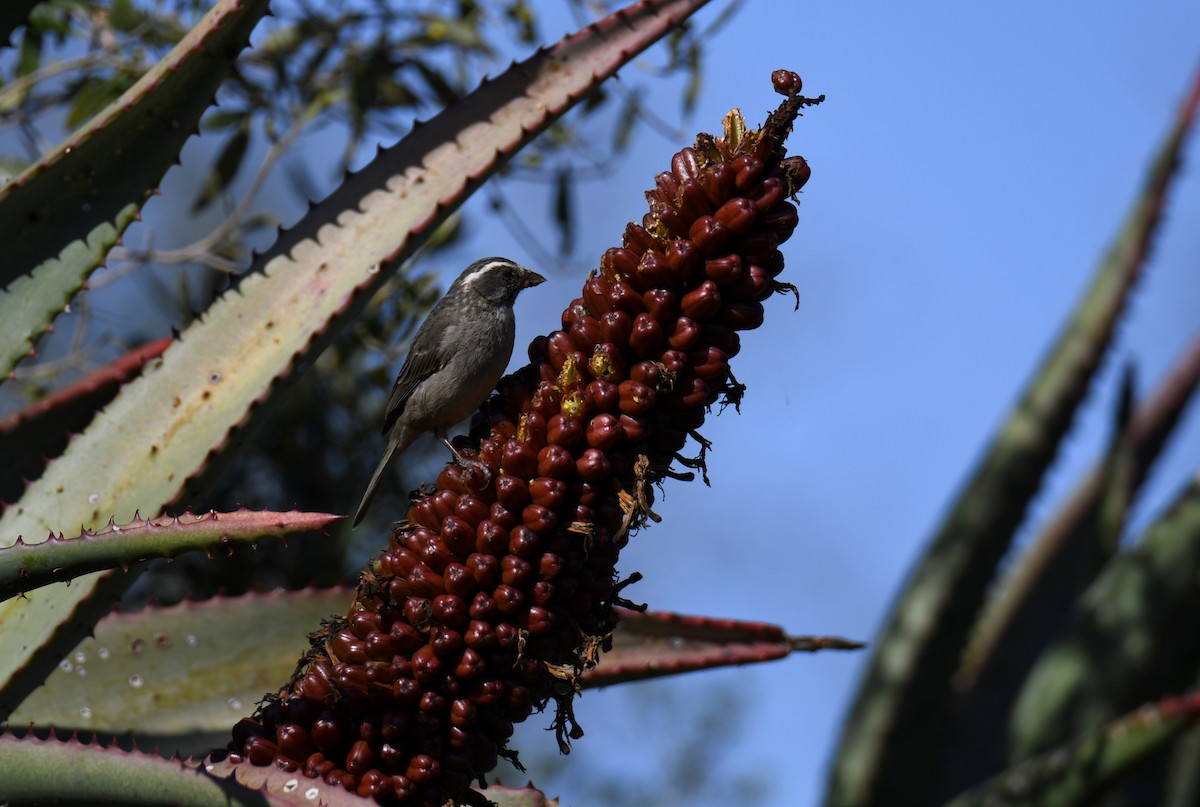 Streaky-headed Seedeater - ML623605080