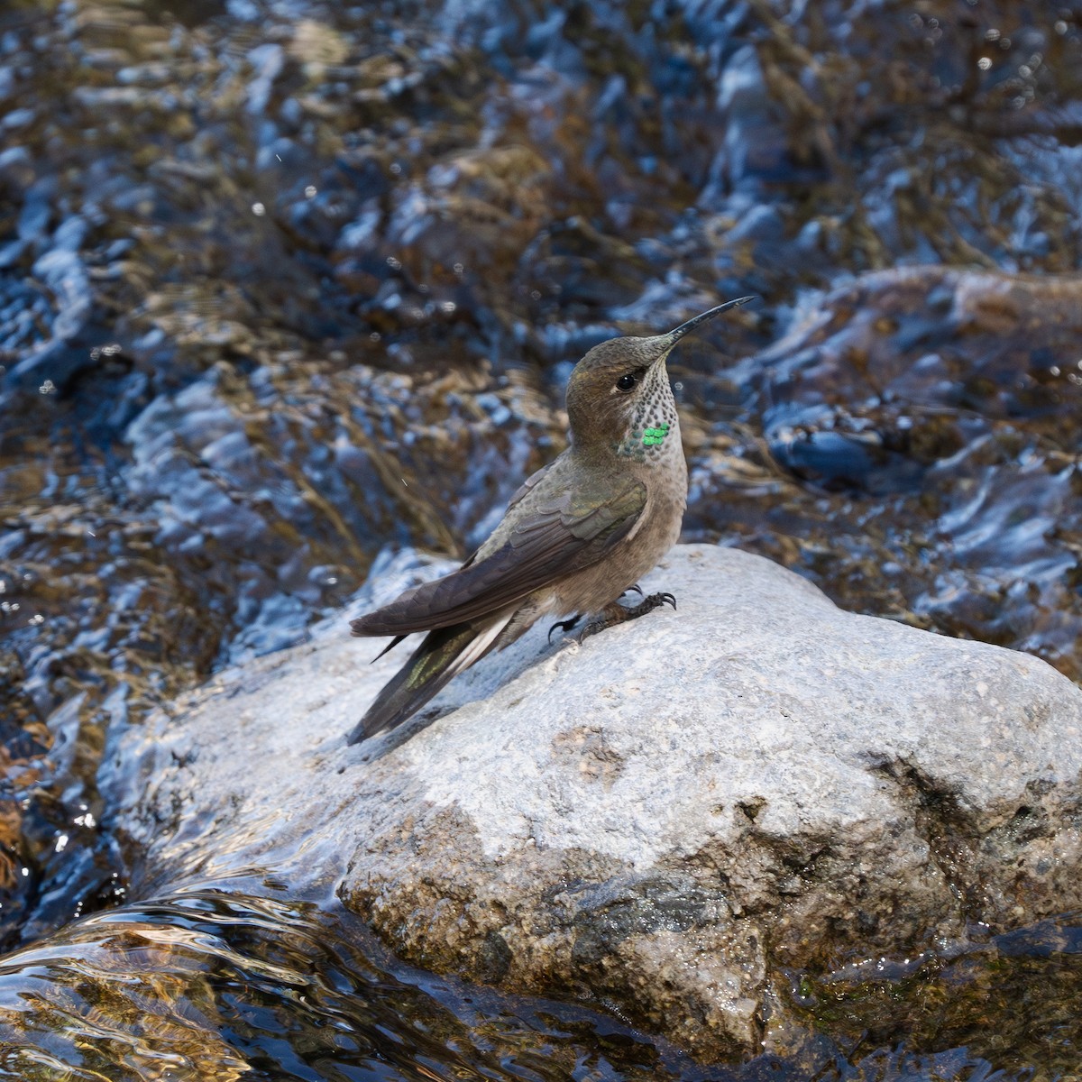 Andean Hillstar - ML623605092