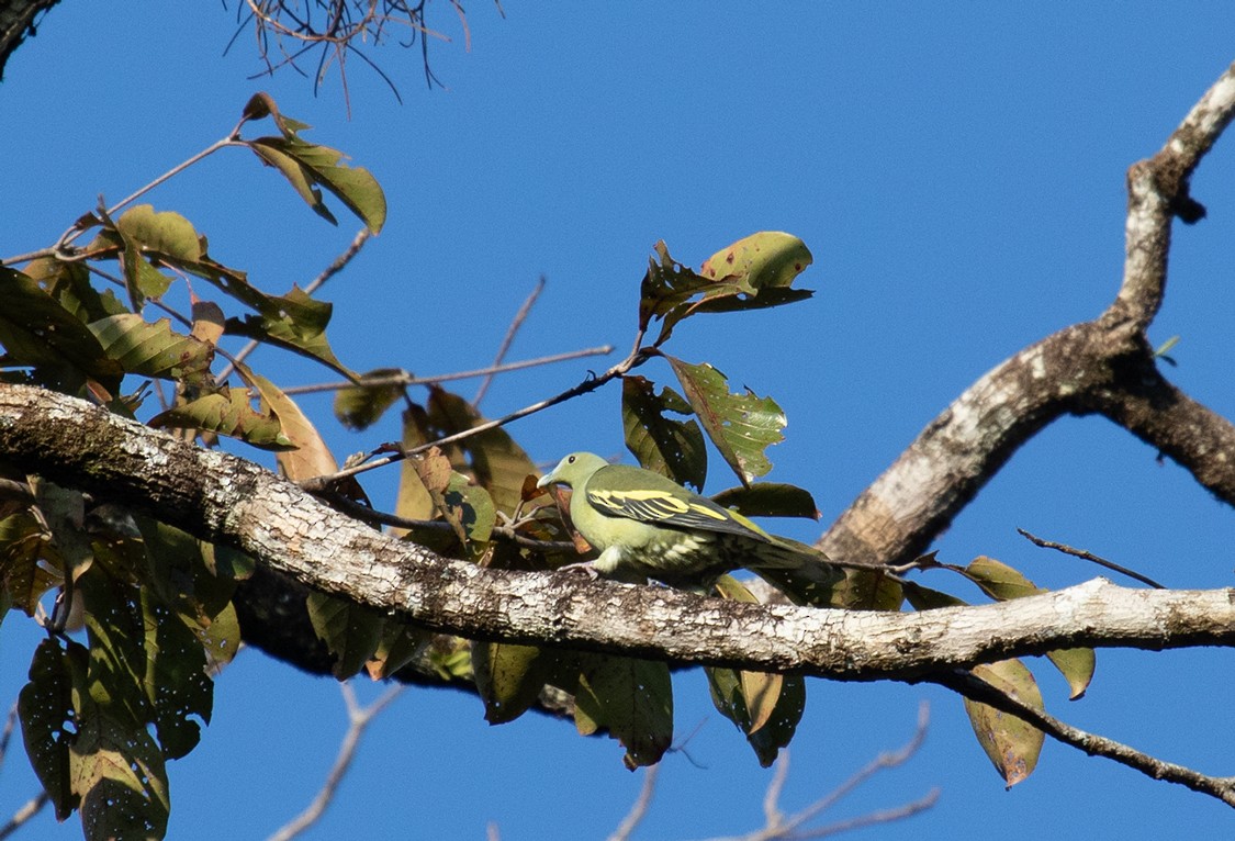Colombar des Andaman - ML623605120