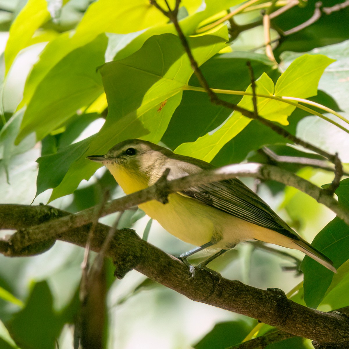 Philadelphia Vireo - Anonymous