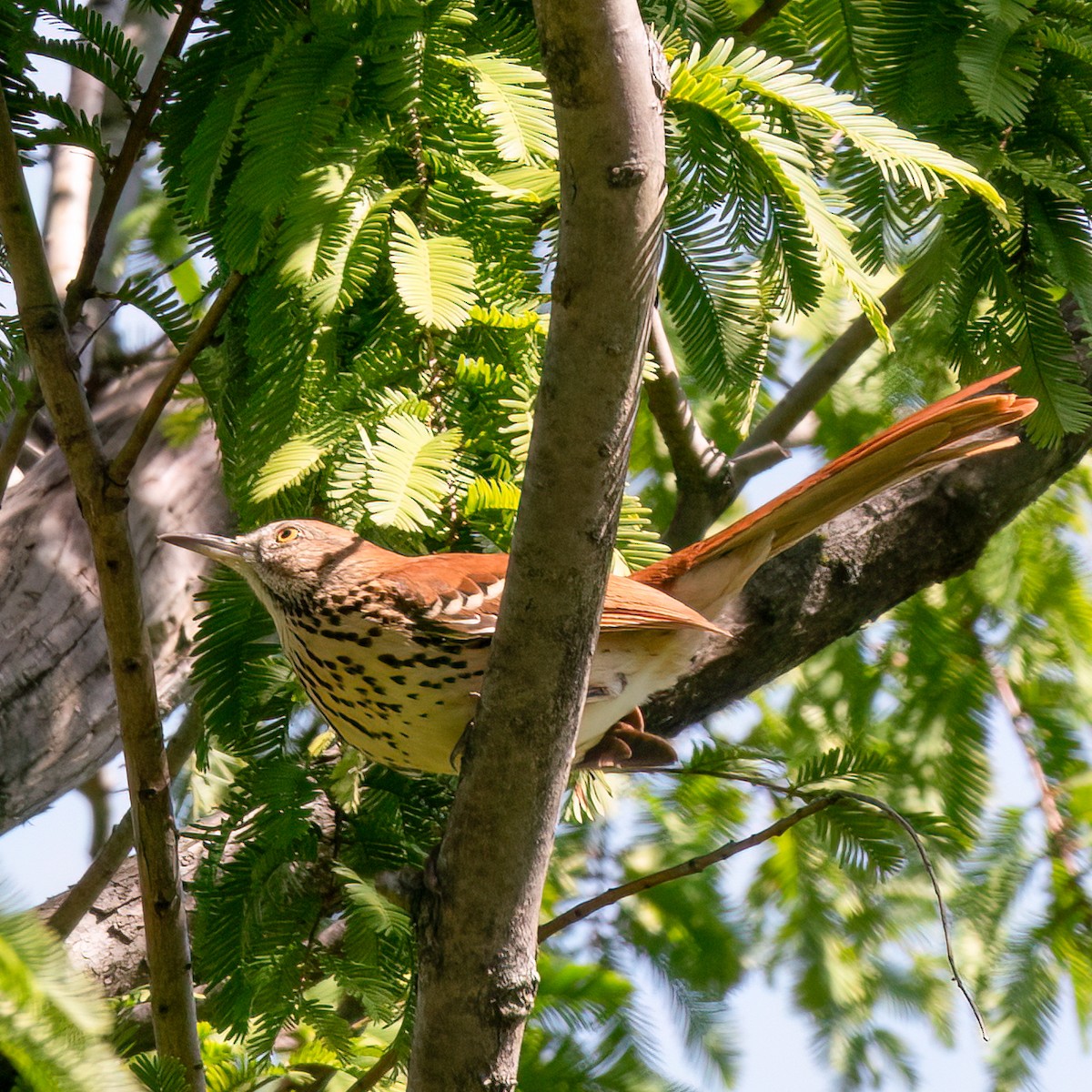 Brown Thrasher - Anonymous