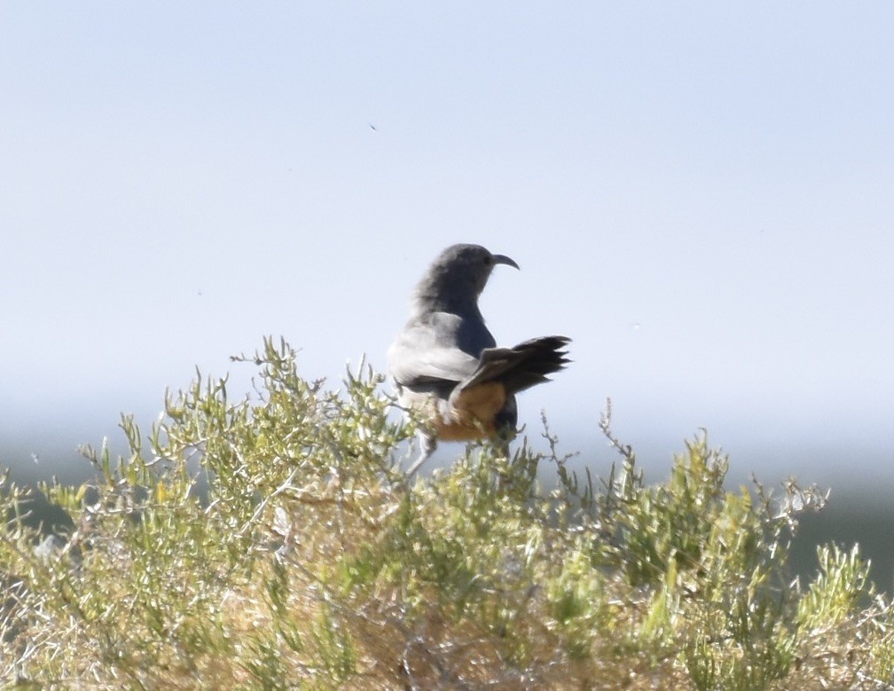 LeConte's Thrasher - ML623605182