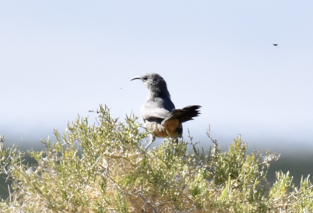 LeConte's Thrasher - ML623605184