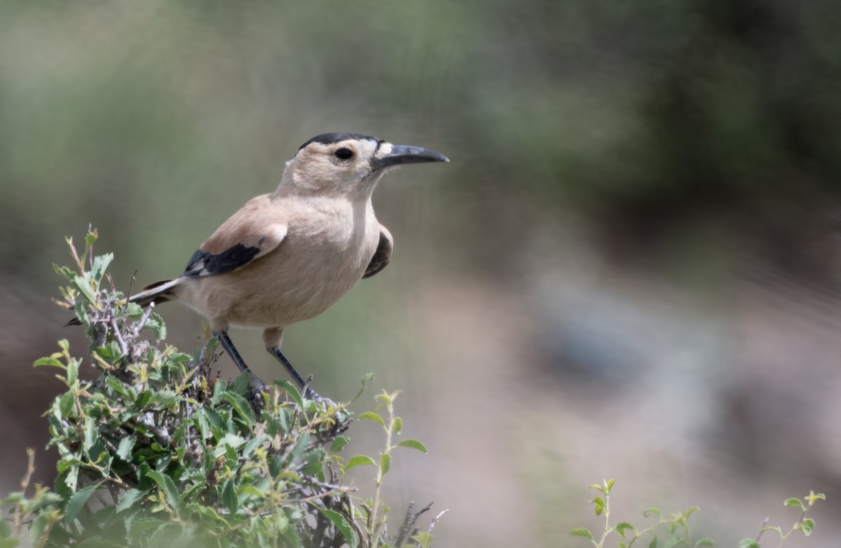 Mongolian Ground-Jay - ML623605190