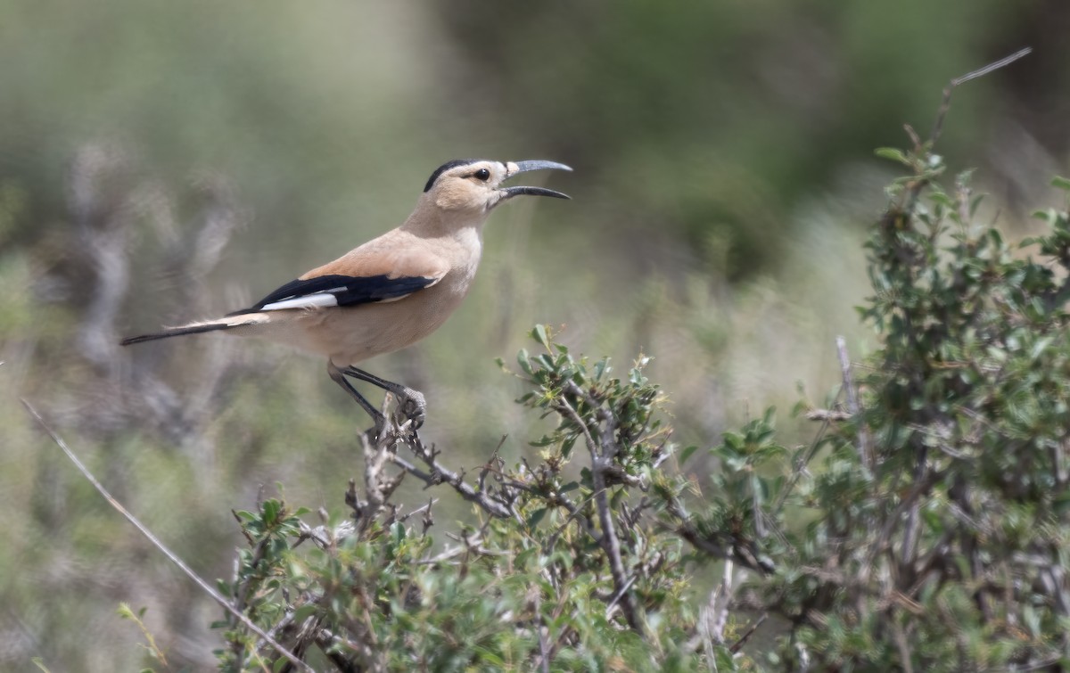 Mongolian Ground-Jay - ML623605192