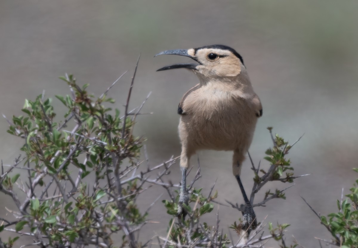 Mongolian Ground-Jay - ML623605193