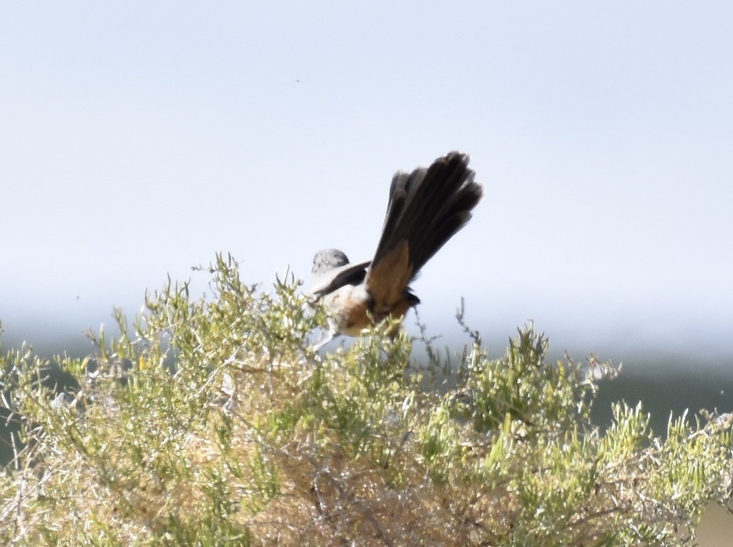 LeConte's Thrasher - ML623605198