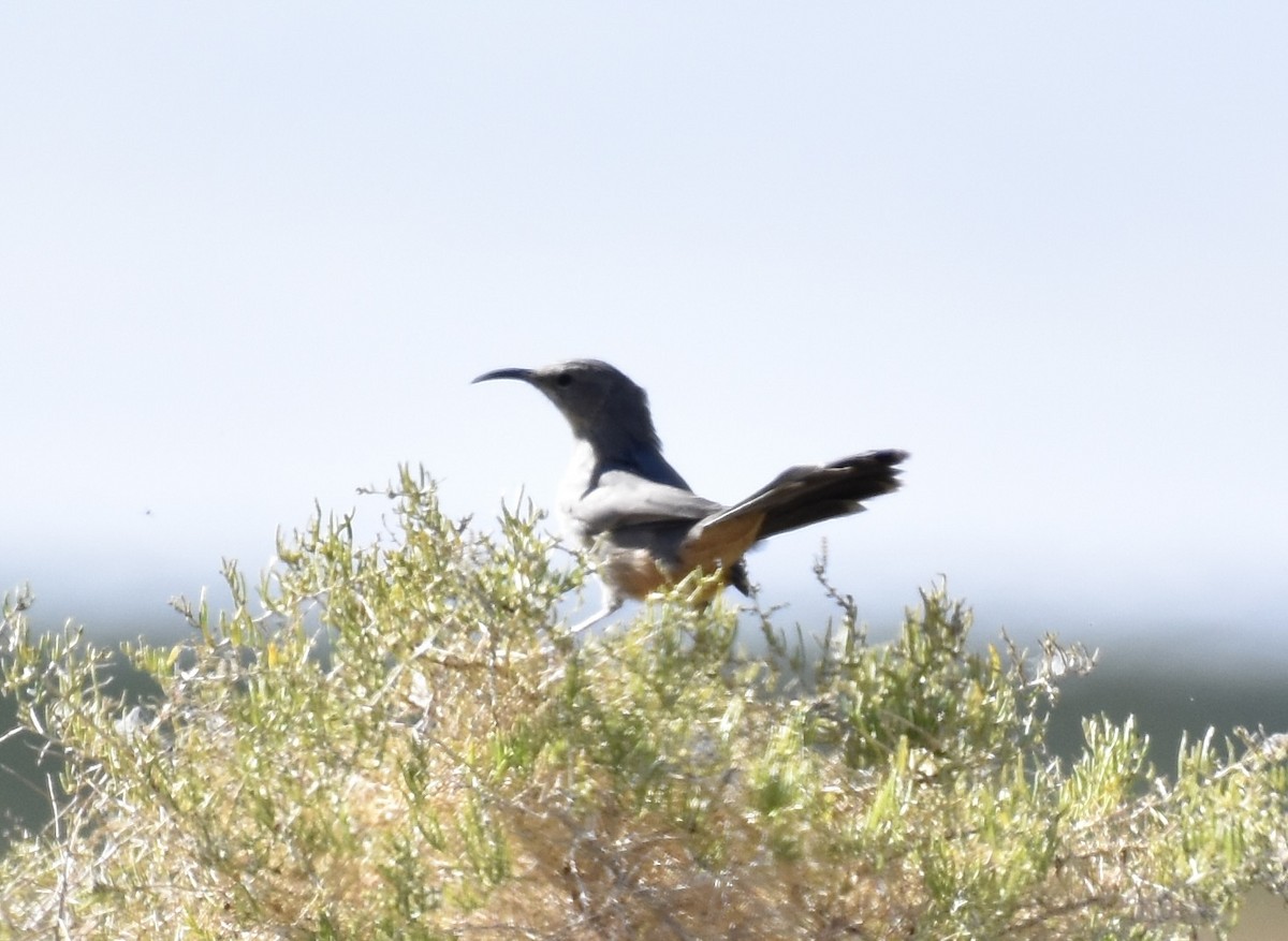 LeConte's Thrasher - Patricia Langen