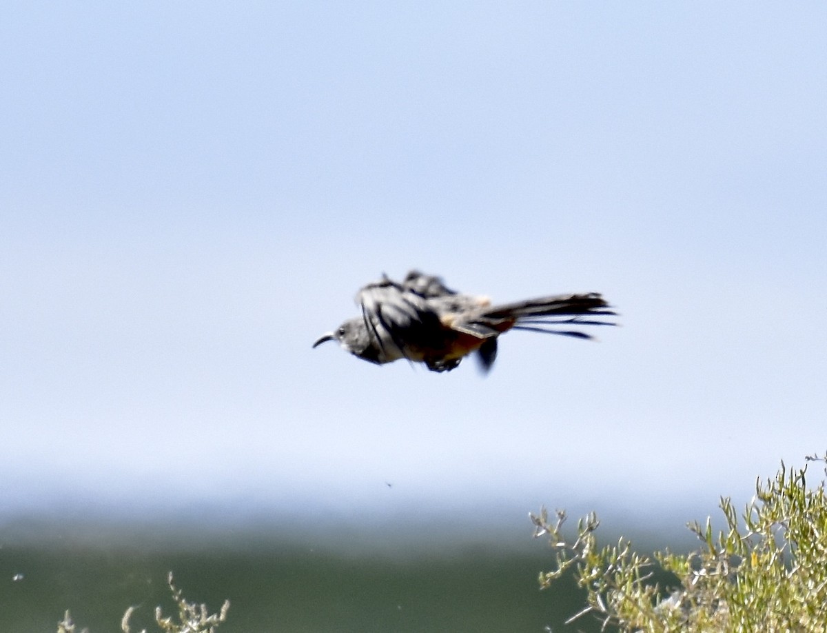 LeConte's Thrasher - ML623605216