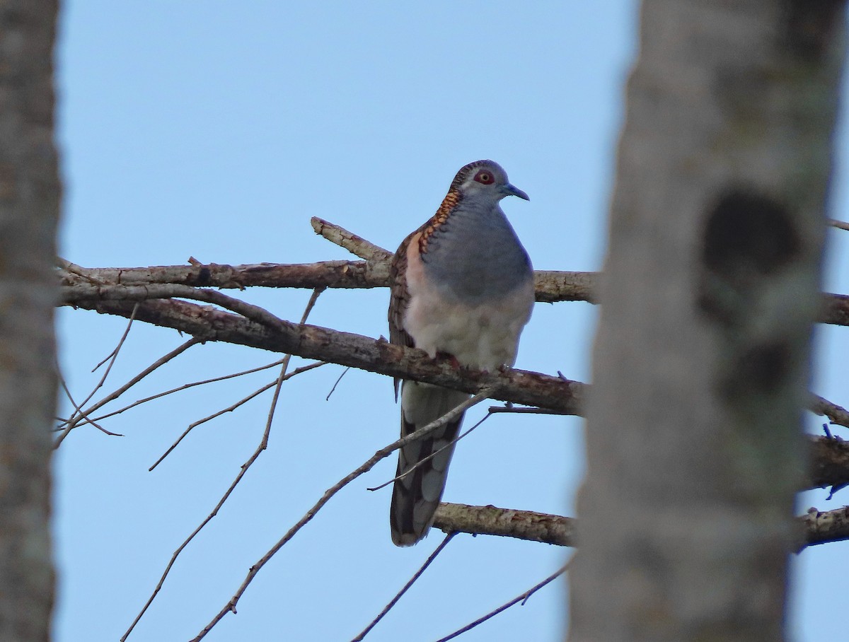 Kupfernackentäubchen - ML623605223