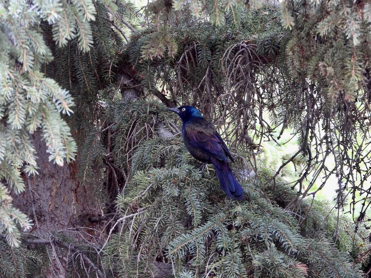 Common Grackle - ML623605237