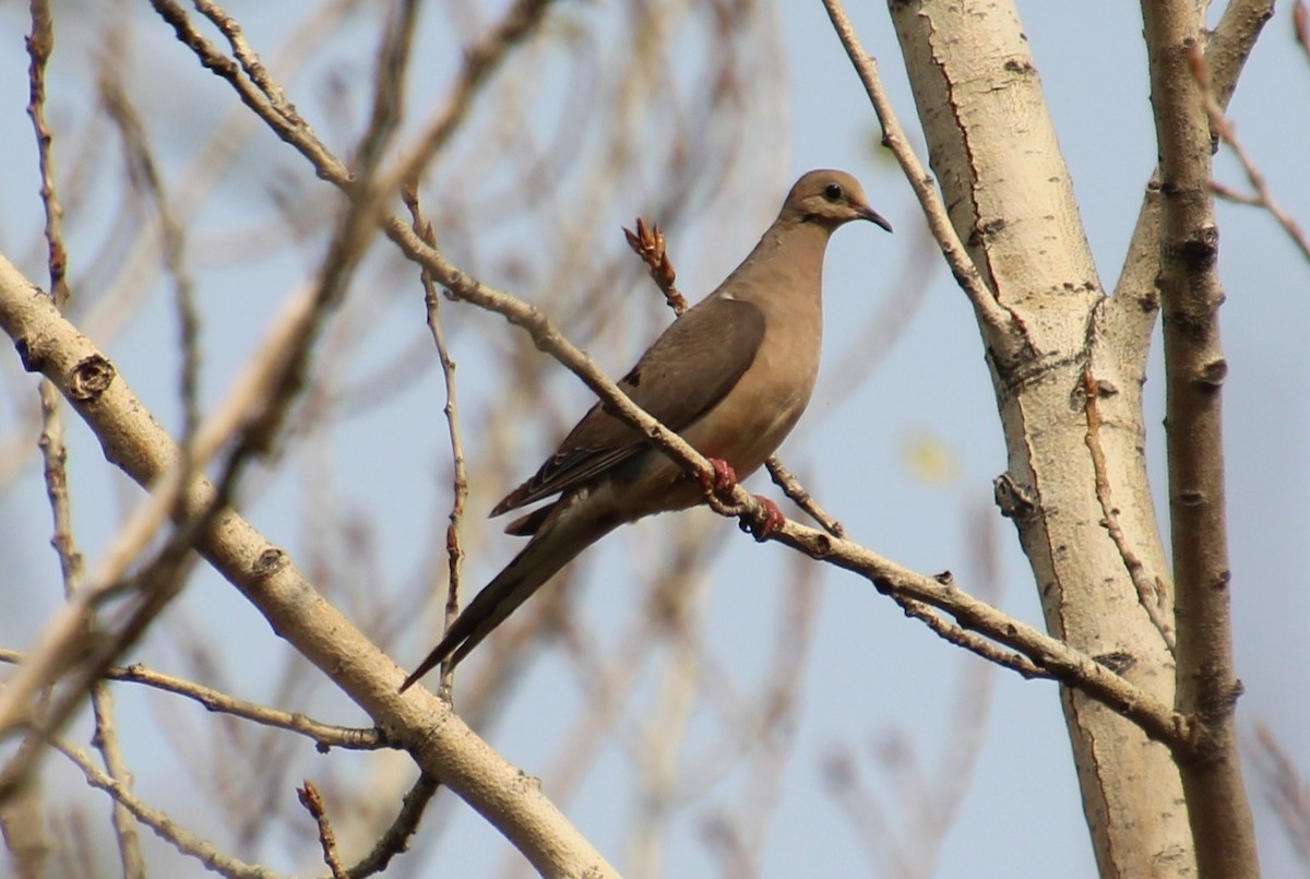 Mourning Dove - Elaine Cassidy