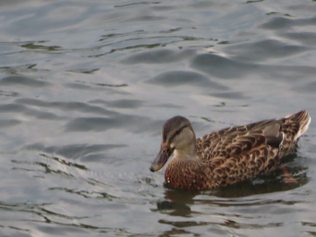 Gadwall - ML623605295