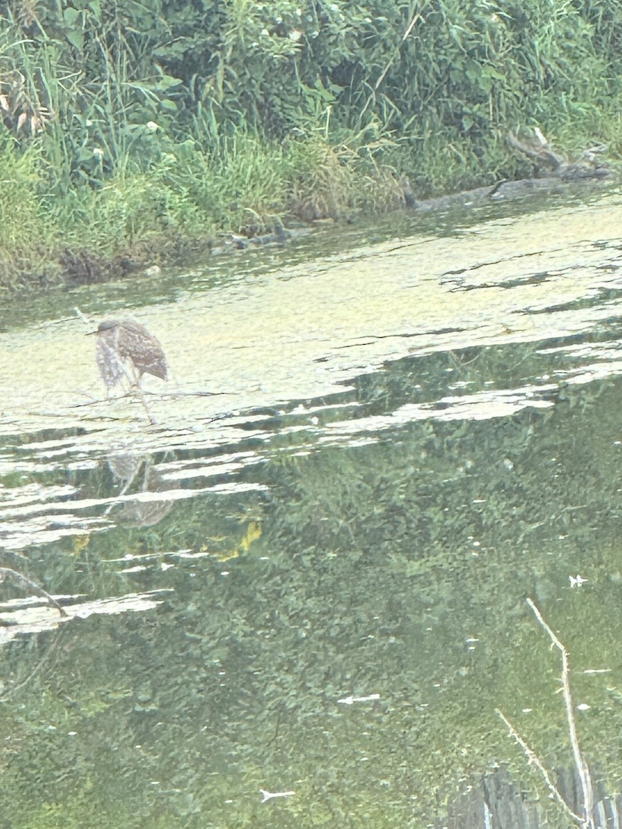 Black-crowned Night Heron - ML623605312