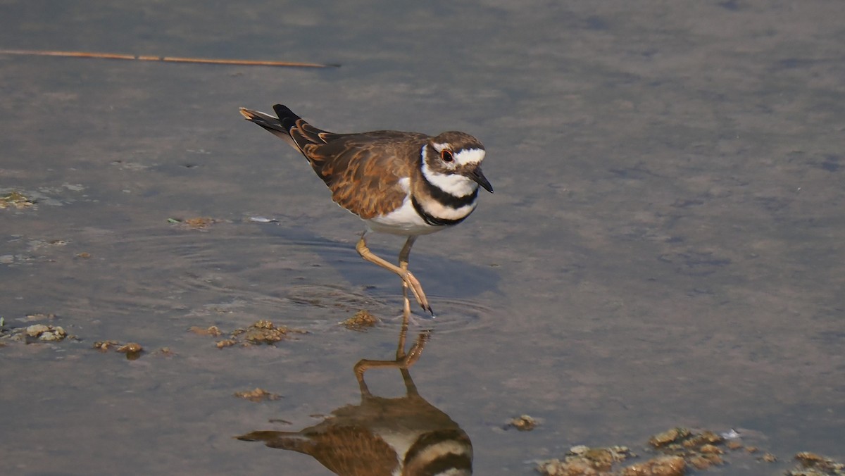 Killdeer - ML623605334