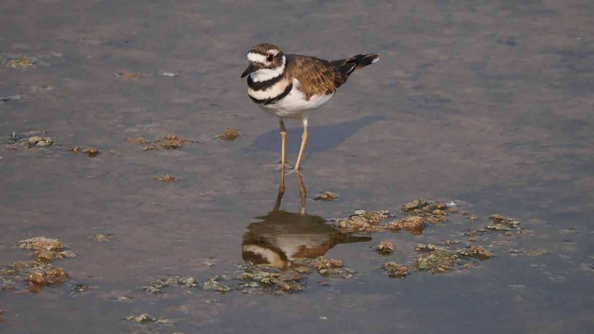 Killdeer - ML623605335