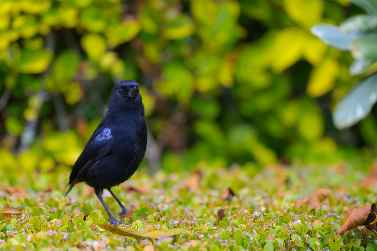 Black Flowerpiercer - Christopher Becerra