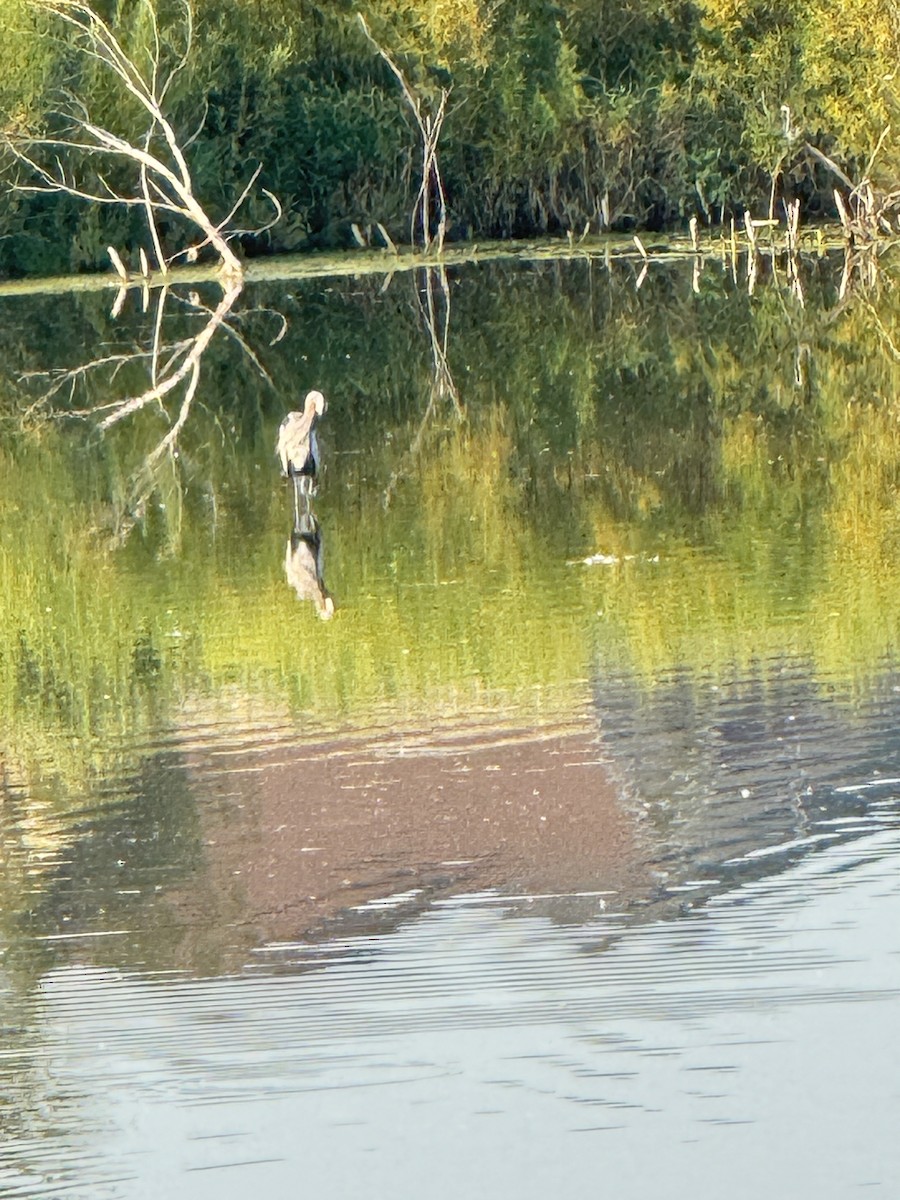 Great Blue Heron - Dinesh Sikand