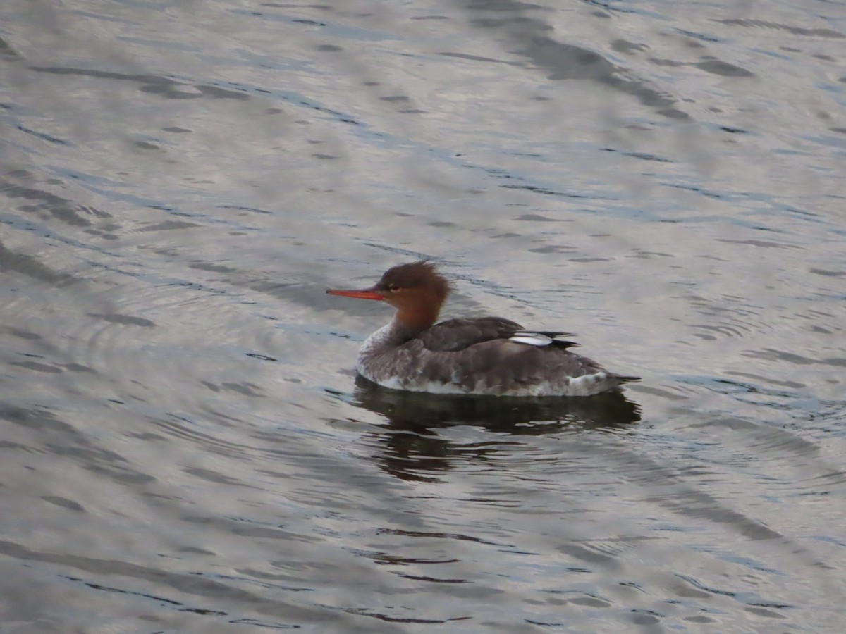 Common Merganser - ML623605345