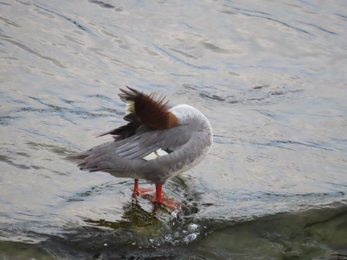 Common Merganser - ML623605346